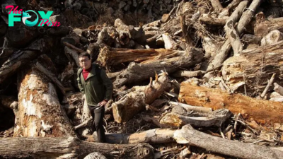 Ancient piece of driftwood hidden for thousands of years could hold secrets for combating climate change