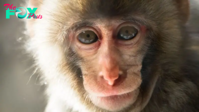 Scientists restore monkey's vision with a patch made from human stem cells