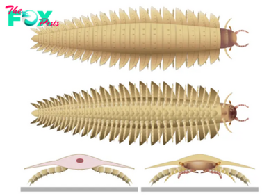 Never-before-seen head of prehistoric, car-size 'millipede' solves evolutionary mystery