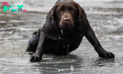 A man saves a stray dog that had fallen into the ice, leading him to a lost family inheritance