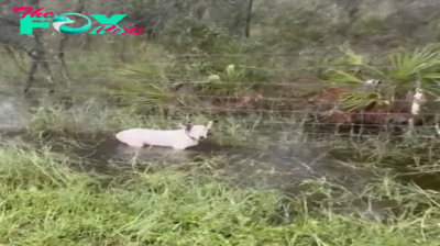 Heartbreaking footage of an abandoned dog tied to a fence during Hurricane Milton has sparked outrage online