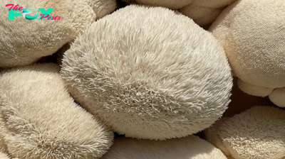 Did You Know About the Brain-Boosting Benefits of Lion’s Mane Mushroom?