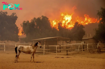 Southern California Wildfire Destroys 132 Structures as Officials Look for Fierce Winds to Subside