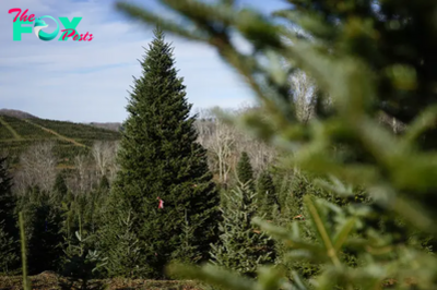 White House Christmas Tree Is a Symbol of Resilience for Hurricane-Hit North Carolina Farms