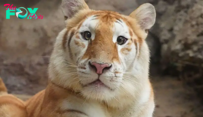 Meet Ava, the Golden Tiger Cub in Thailand Set to Be the Next Cute Viral Sensation