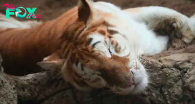 How to See Ava, Chiang Mai Night Safari’s Golden Tiger