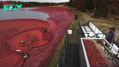 Thanksgiving Will See Millions Eating Cranberry Sauce. Where Do Those Cranberries Come From?