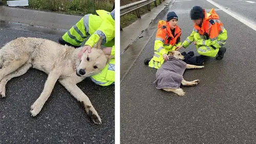 Dog Run Over Waited For Someone To Help Him And That’s How He Met His New Mom