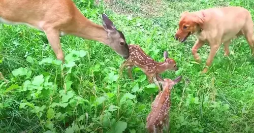 Surprised by the scene of a mother deer brings her babies to meet the Golden Retriever dog