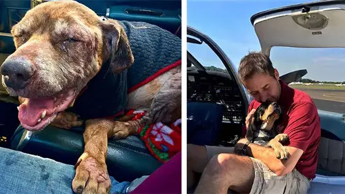 Pilot Flied 400 Miles With An Old Dog To Find Her A Home Where He Can Be Cared For And Loved For The Rest Of His Life