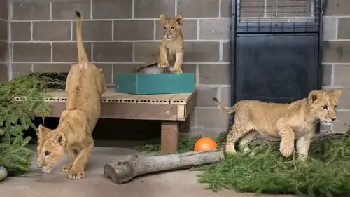 Lion cubs abandoned in Ukraine find new home in Minnesota