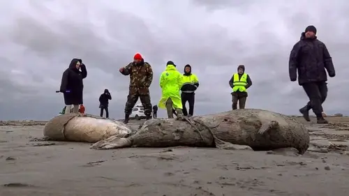 1,700 dead seals found on Russia's Caspian coast