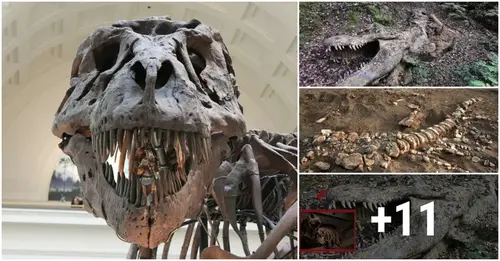 Archaeologists Just Discovered An Intact Dinosaur Cагсаѕѕ In The Amazonian Jungle