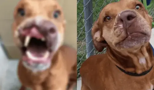 Life Changing Surgery Gives Abandoned Dog A Second Chance And A New Family