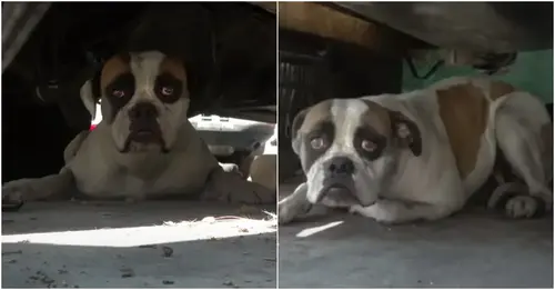 Dog trembles when the hand approaches after hiding under a trailer for months.