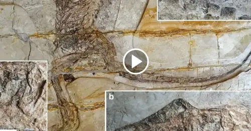 Rare Fossilized Feathers Reʋeal Secrets of Ancient Paleontology Hotspot