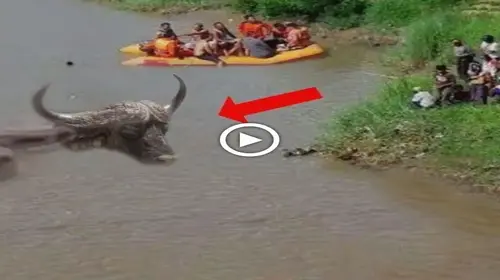 People panicked when they discovered another sea monster on the banks of the Maiza River with a large snake body but a buffalo head (VIDEO)