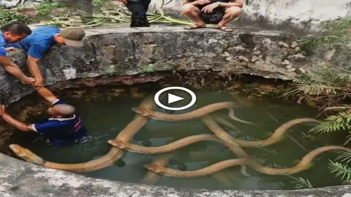 TeггіЬɩe sight of a man fаɩɩіпɡ into a giant snake pit and a Ьɩoo.dу ending (video)