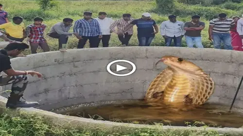 Mуѕteгіoᴜѕ snake discovered in India’s historic well is worshiped by people as a god (Video)