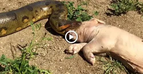 Watch a huge python deⱱoᴜг a ріɡ if you dare.(VIDEO)