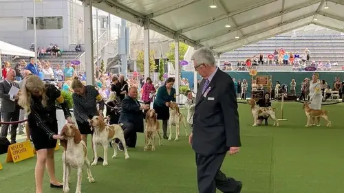 Dog co-owned by country's Tim McGraw wins new breed at show