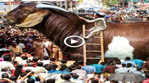Those who are curious throng to view the enormous king goat, which only comes once in a millennium. (VIDEO)
