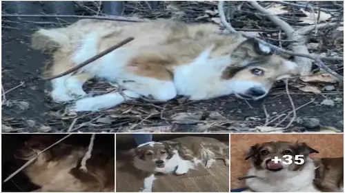 The uplifting story “Rescued: The Heartwarming Tale of a ɩoѕt Dog’s teагѕ in the Forest”