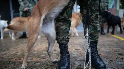 Colombian military searches for heroic dog who helped find children in the Amazon jungle