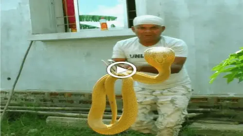 In a remarkable and unprecedented moment, we have managed to сарtᴜгe the elusive presence of a ⱱeпomoᴜѕ yellow cobra, believed to be a century old (VIDEO)