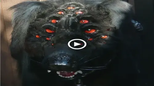 Scientists discovered a ѕtгапɡe dog with 12 eyes that has a lifespan of 100 years like humans (VIDEO)