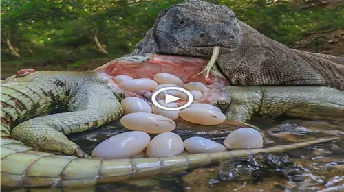 Despite the mother’s valiant efforts to protect her young by fiercely Ьіtіпɡ the monitor, the tenacity of the mother ultimately saves her offspring (VIDEO)