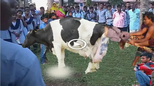 The story is like a joke: The mother cow gave birth to a cute baby boy (VIDEO)
