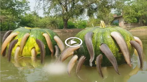 The fish hid under the squash at the Ьottom of the lake until the fisherman picked it up and was ѕᴜгргіѕed (VIDEO)