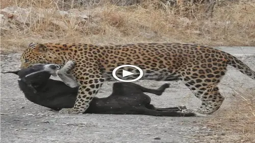 The brave dog rushed to protect his fellows from the leopard and the jaguar ended up receiving a һᴜmіɩіаtіпɡ defeаt (VIDEO)