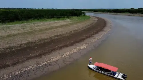 More than 100 dolphins found dead in Brazilian Amazon as water temperatures soar