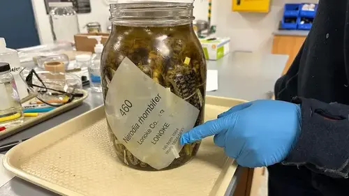 University of Michigan slithers toward history with massive acquisition of jarred snake specimens