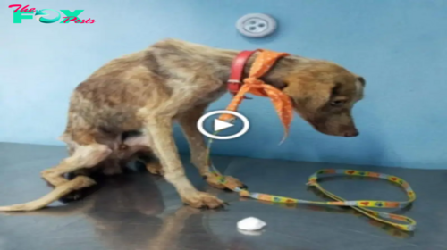 A Desperate Plea for Survival: Quivering and Skeletal, Can This Dog Find the Help and Salvation It Needs?