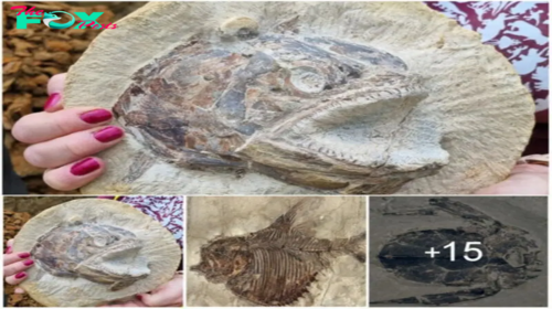 Rагe 3D Fish Fossil Discovered from the Early Jurassic! It’s 183 Million Years Old and in Near-Perfect Condition