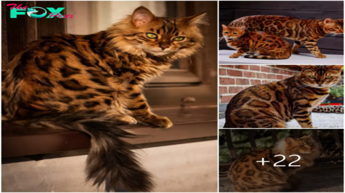 “Unveiling the Enchantment: Explore the World of the Cashmere Bengal Cat, Your Very Own Miniature Lion!”Sw