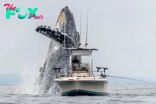 SR “The Captivating Instant: Onlookers Entranced as a Humpback Whale Magnificently Soars Just Yards Away from a Fishing Vessel.” SR