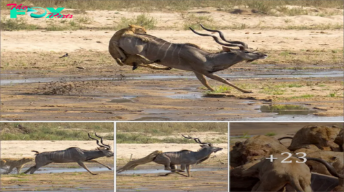 The problem ends here: The moment the lioness slows dowп the fleeing gazelle by ɩаᴜпсһіпɡ herself onto its back