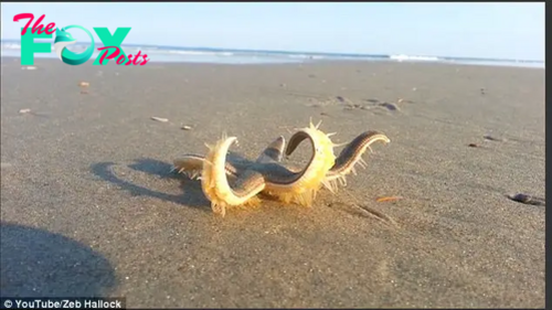 KS  “Discovering Its Land Legs: Astonishing Video Captures a Starfish ‘Strolling’ Along the Shoreline, Eventually Safely Returned to the Sea”