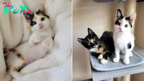 After Her Adopter Doesn’t Show Up, Kitten Finds Comfort Next To Another Kitten