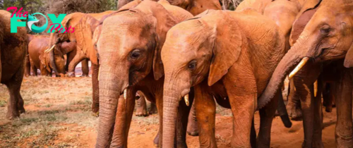 rin A Marvelous Day in Tsavo Baby Elephants’ Grand Arrival and Playful Adventures