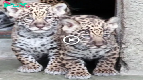 Lamz.Mom’s Approval: Twin Leopard Cubs Venture Outdoors at Tennoji Zoo