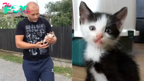 Tiny Kitten Runs Up To A Man On The Street And Begs For Help