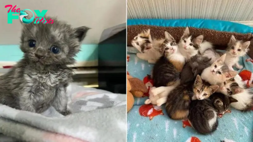 Kitten Adopted By A Feline Family Gets A New Chance At Life