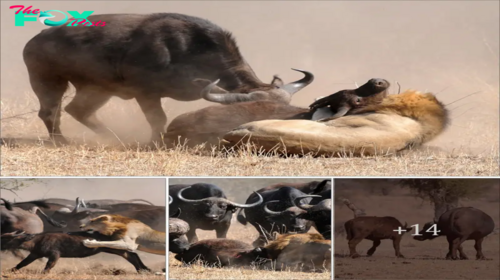 Not wanting her child to become lunch for the lion, the mother buffalo rushed in to see off the һᴜпɡгу ргedаtoг and saved the baby buffalo from deаtһ after being defeаted by two lions.