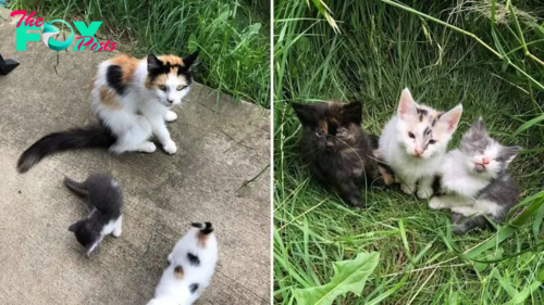 A Stray Cat Approaches Rescuers And Leads Them To Her Three Helpless Kittens
