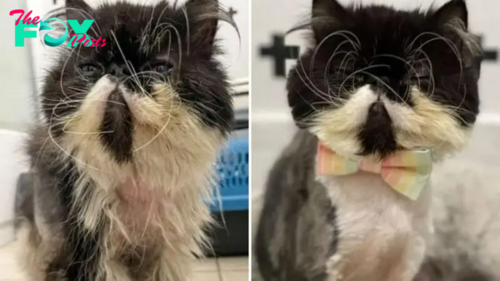 Homeless Cat Desperately Begs For Help And His Transformation Is Inspiring